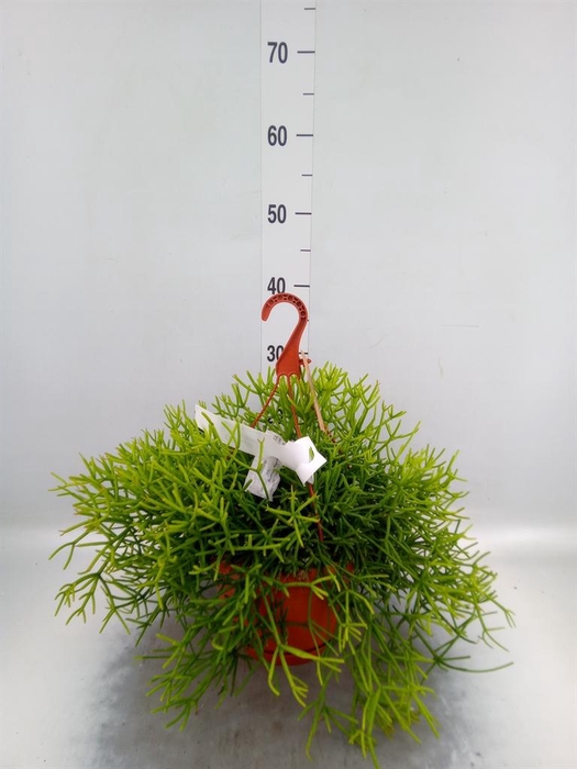 <h4>Rhipsalis heteroclada</h4>