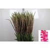 Glad Gr Fairyta Pink