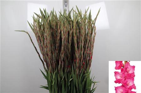 Glad Gr Fairyta Pink
