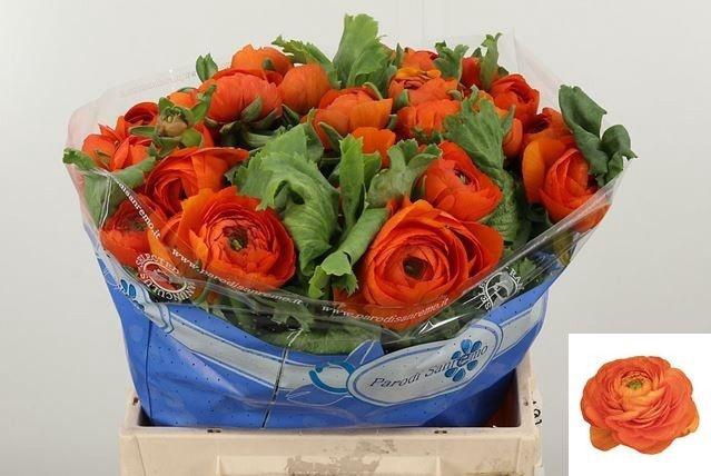 <h4>RAN SU LAMBADA</h4>