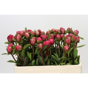 Paeonia Lorelei