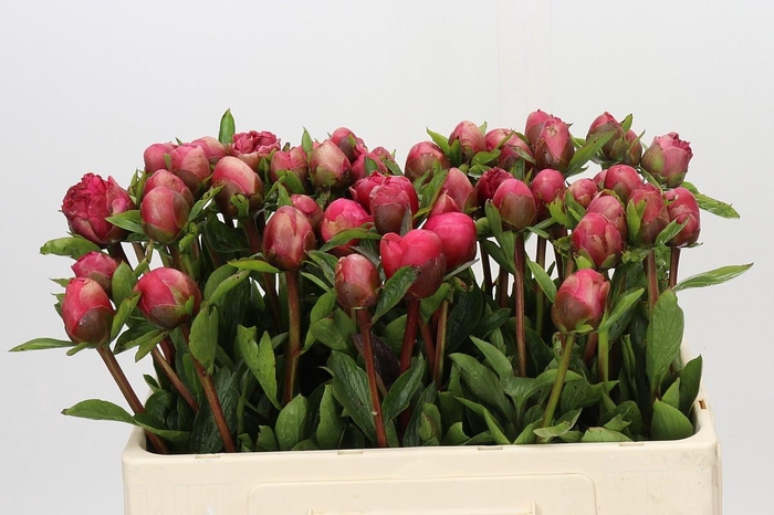 <h4>Paeonia Lorelei</h4>