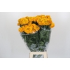 Tagetes Marigold Promise Orange