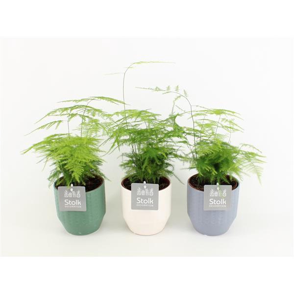 <h4>Asparagus in Expression keramiek</h4>