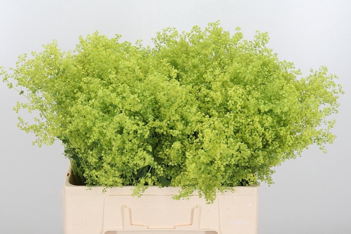 <h4>Alchimella Robusta</h4>