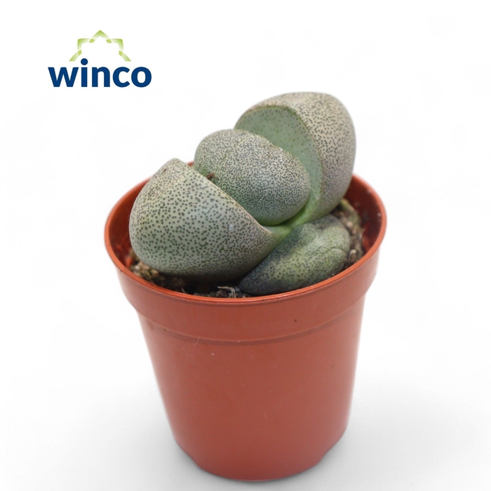 <h4>LITHOPS</h4>