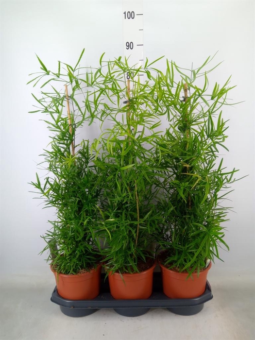 <h4>Asparagus falcatus</h4>