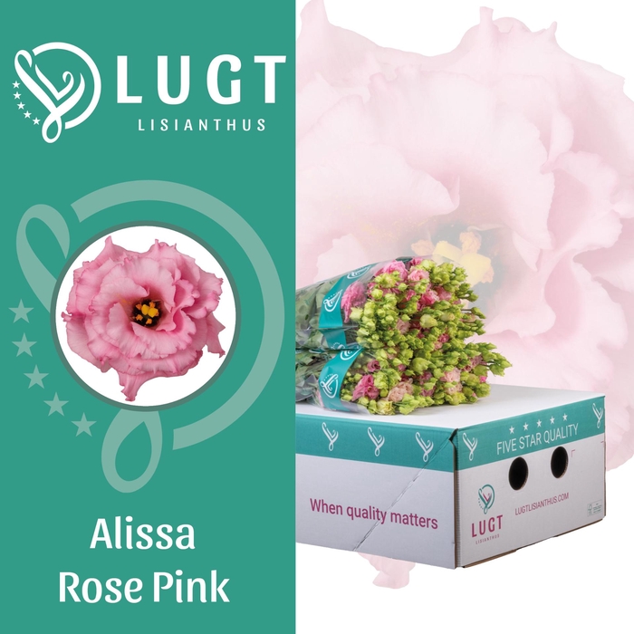 <h4>Lisianthus Alissa Rose Pink</h4>