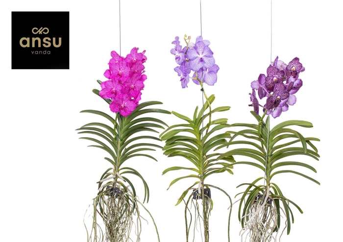 <h4>Vanda hybrids</h4>
