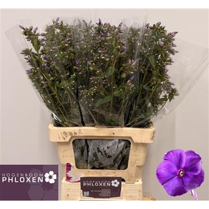 Phlox P Crissy