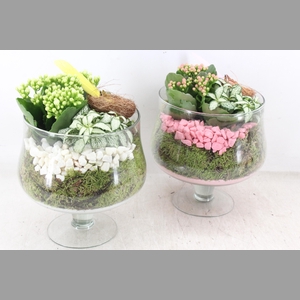 arr2 PL - Glas op voet x6 - roze/wit