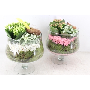 arr2 PL - Glas op voet x6 - roze/wit