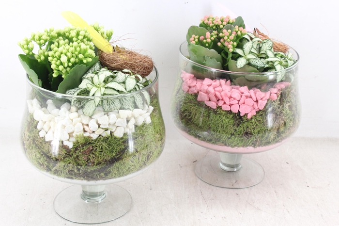 <h4>arr2 PL - Glas op voet x6 - roze/wit</h4>