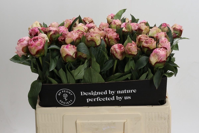 <h4>Paeonia Gardenia</h4>