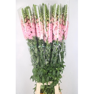 ANTIRRHINUM FR. CERISE EX*