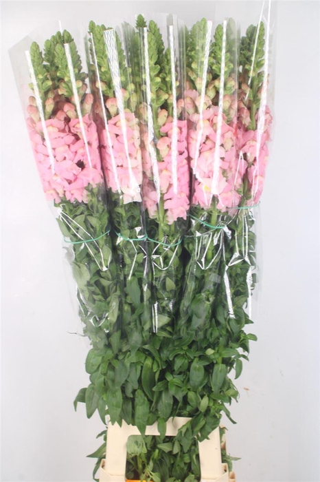 <h4>ANTIRRHINUM FR. CERISE EX*</h4>