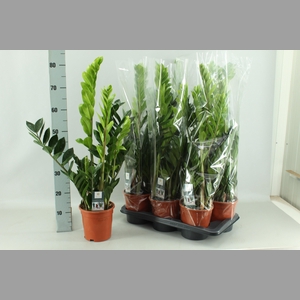 ZAMIO ZAMIIFOLIA