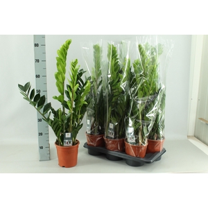ZAMIO ZAMIIFOLIA