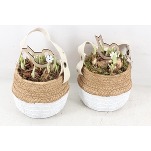 arr4 Narcis JS - Ker. duo mandje x6