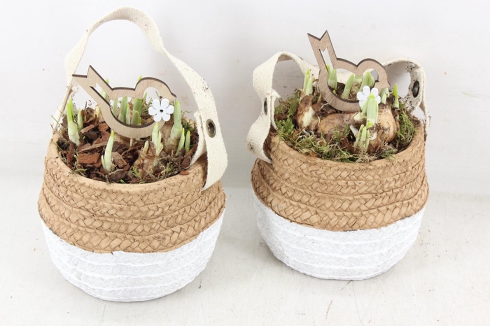 <h4>arr4 Narcis JS - Ker. duo mandje x6</h4>