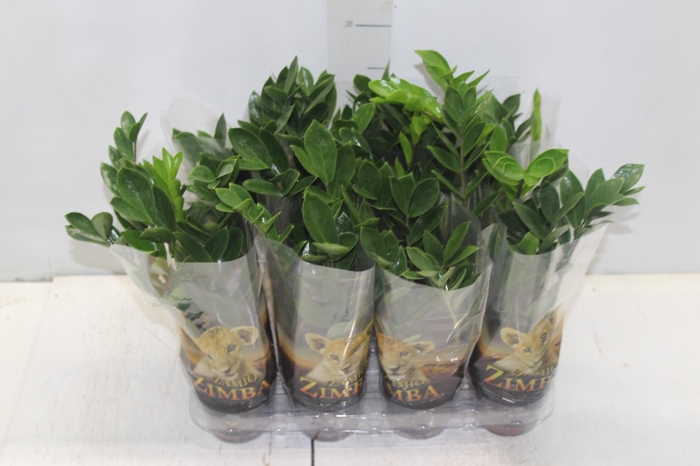 <h4>ZAMIOCULCAS P09</h4>