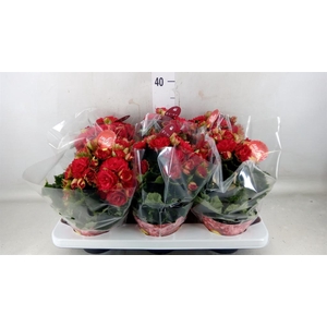 Begonia elat. DU 'Grace'