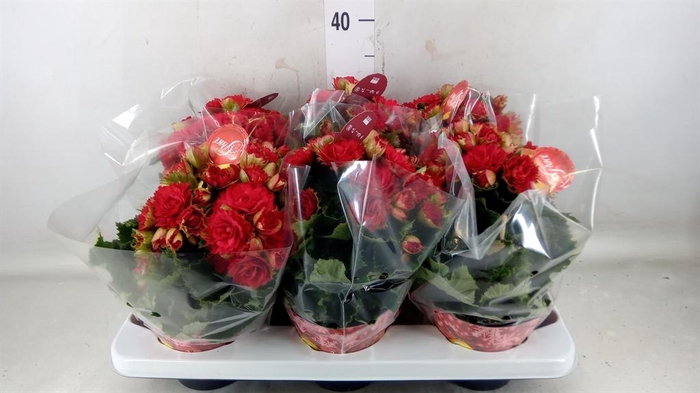 <h4>Begonia elat. DU 'Grace'</h4>