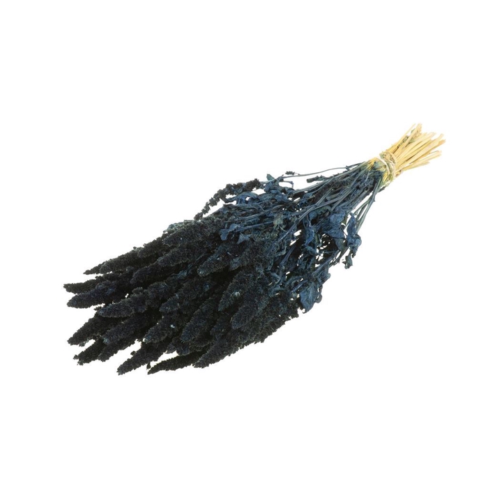 <h4>Amaranthus dark blue</h4>