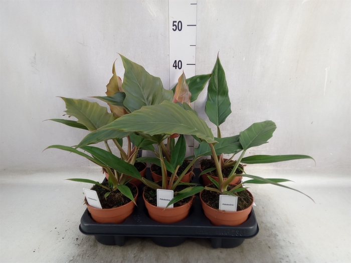 <h4>Philodendron bipinn.</h4>