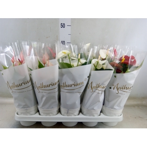 Anthurium andr.   ...mix  3