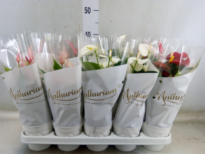 <h4>Anthurium andr.   ...mix  3</h4>