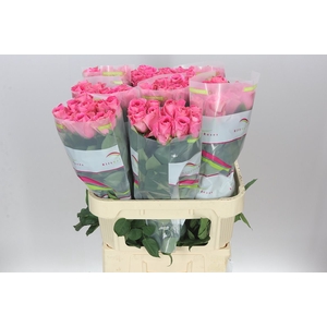 Rosa Gr Watergame