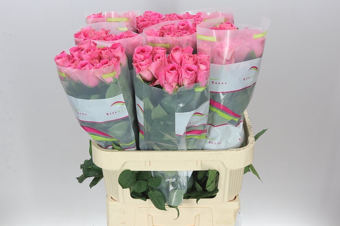 <h4>Rosa Gr Watergame</h4>