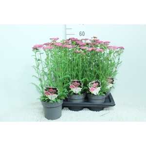 Achillea millef.