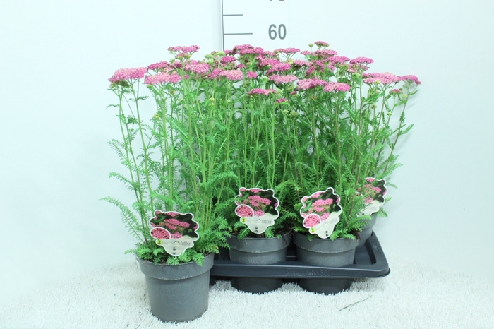 <h4>Achillea millef.</h4>