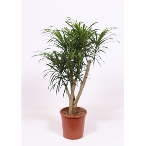 Dracaena Anita