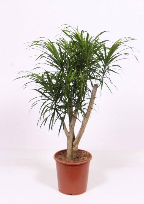 <h4>Dracaena Anita</h4>