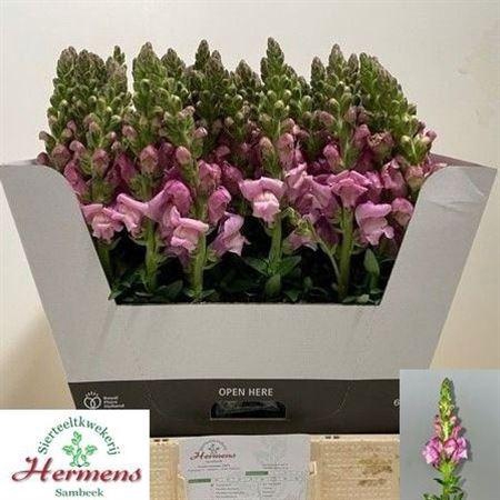 <h4>Antir Toulon Lavender</h4>