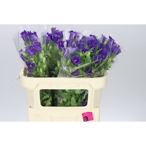 Campanula M Champ Blue