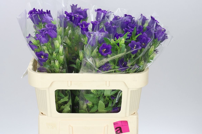 <h4>Campanula M Champ Blue</h4>