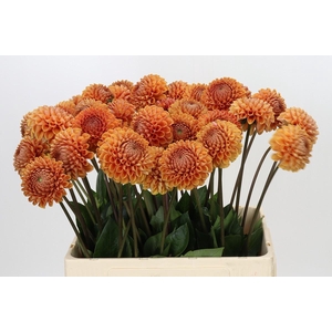 Dahlia Cornel Bronze