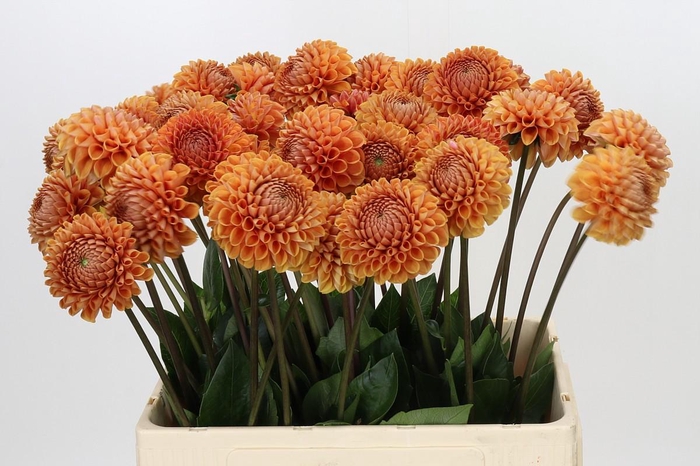 Dahlia Cornel Bronze