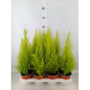 Cupressus macro. 'Goldcrest Wilma'