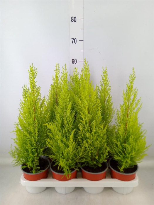 <h4>Cupressus macro. 'Goldcrest Wilma'</h4>