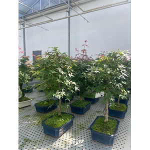 Acer palmatum Deshojo, 25 cm.
