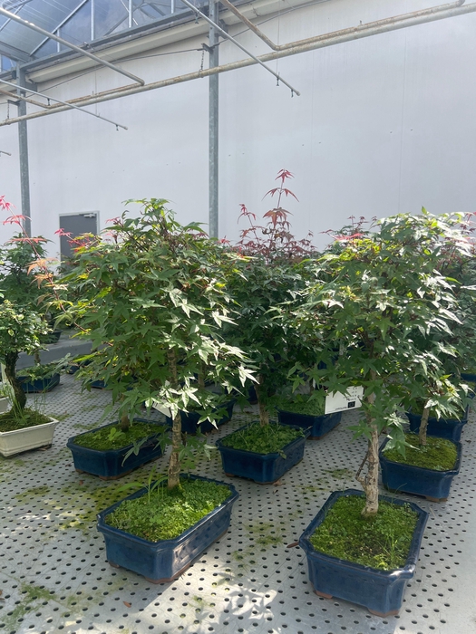 <h4>Acer palmatum Deshojo, 25 cm.</h4>