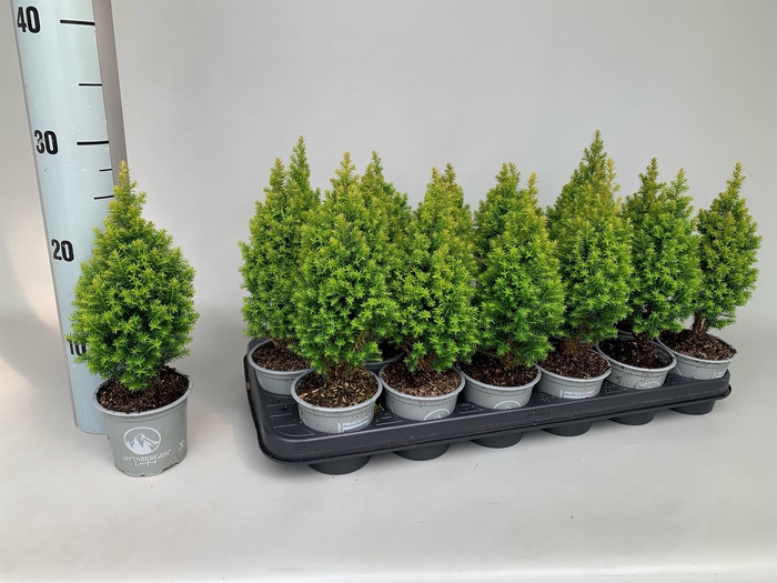 <h4>Chamaecyparis thyo. 'Spitsbergen'</h4>