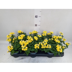 Nemesia  'Sunmesia Yellow'