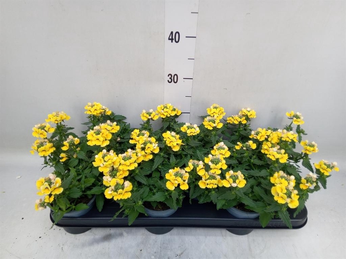 <h4>Nemesia 'Sunmesia Yellow'</h4>
