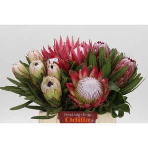 Protea Mix
